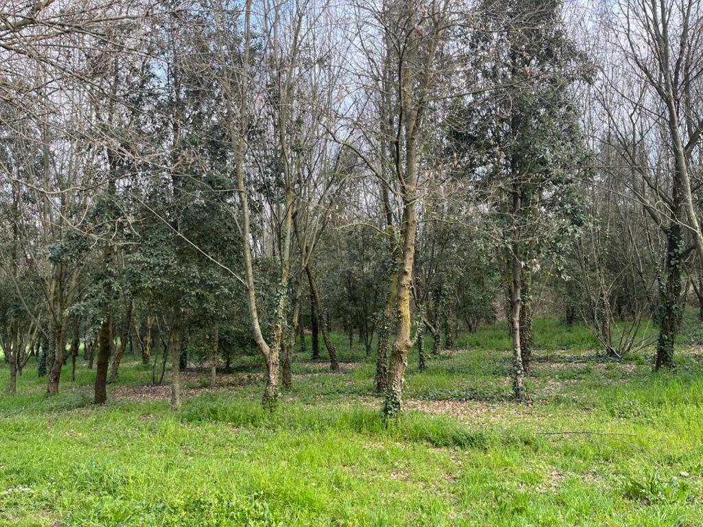 Woods Appartamento